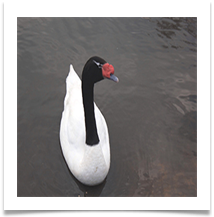 JH BLACK-HEADED SWAN.JPG - Jan Hodson